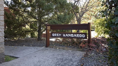 Grey Kangaroo- On Lake Jindabyne Foreshore - Sydneys Hotel 0