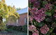 Royal Standard Farm Daylesford - thumb 1