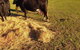 Pink Gums Farmstay - thumb 5