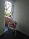 Abbeville Apartments - Sydneys Hotel 5