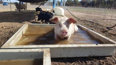 A Better Life Animal Sanctuary FarmStay Private Two Bedrooms Lounge Room & Bathroom & Toilet Shared Kitchen - Sydneys Hotel 2