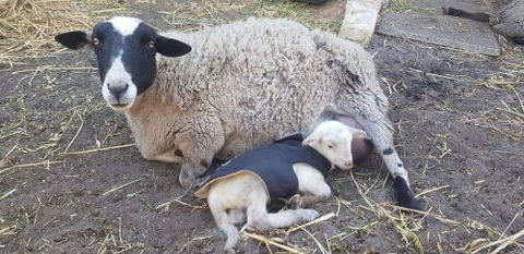 A Better Life Animal Sanctuary FarmStay Private Two Bedrooms Lounge Room & Bathroom & Toilet Shared Kitchen - Sydneys Hotel 1