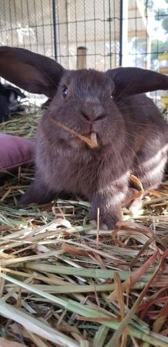 A Better Life Animal Sanctuary FarmStay Private Two Bedrooms Lounge Room & Bathroom & Toilet Shared Kitchen - Sydneys Hotel 5