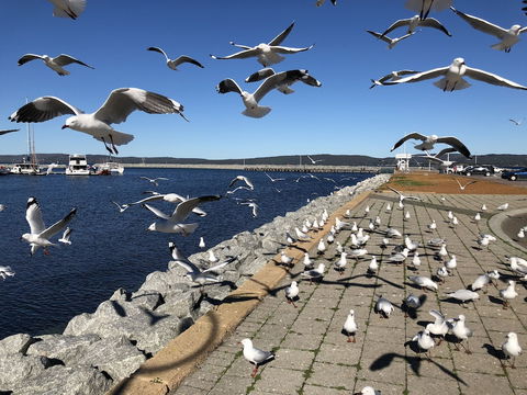 Albany Foreshore Guest House - Sydneys Hotel 4
