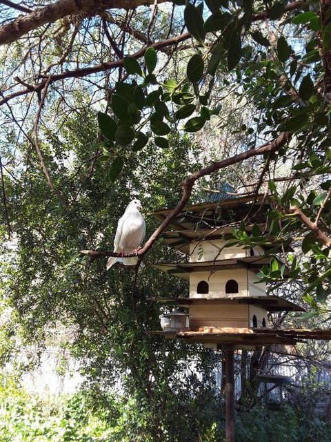 The Dove Cote - Sydneys Hotel 5
