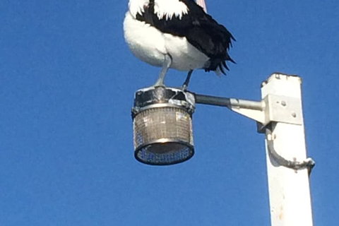 Sanctuary Lakes Fauna Retreat - Sydneys Hotel 3
