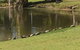 Sanctuary Lakes Fauna Retreat - thumb 1