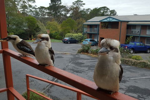 Hepburn Springs Motor Inn - Sydneys Hotel 6