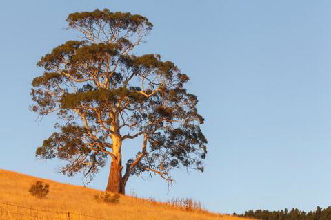 2 Dukes Daylesford - Sydneys Hotel 5