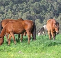 Hill Top Country Guest House - Sydneys Hotel