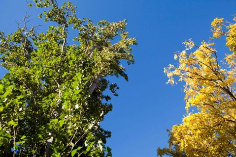 Strayleaves Caravan Park - Sydneys Hotel 4