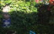 Jerningham Street Cottage - thumb 4