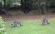 Wombatalla - thumb 7