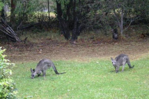 Wombatalla - Sydneys Hotel 7