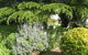 The Grove Cottages - thumb 7