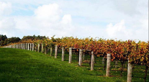 Arimia Restaurant And Winery - Sydneys Hotel 10