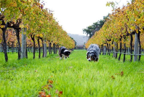 Arimia Restaurant And Winery - Sydneys Hotel 12