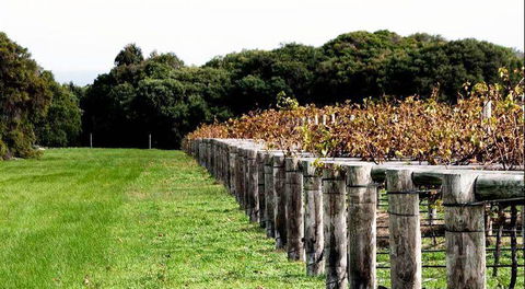 Arimia Restaurant And Winery - Sydneys Hotel 5