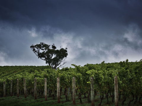 Dalrymple Vineyards - Sydneys Hotel 0