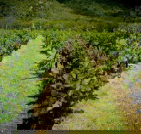 Gartelmann Wines - Sydneys Hotel