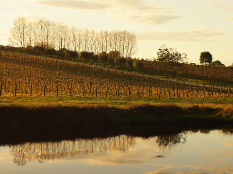 Brook Eden Vineyard - Sydneys Hotel 1