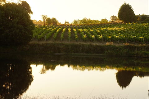 Brook Eden Vineyard - Sydneys Hotel 2