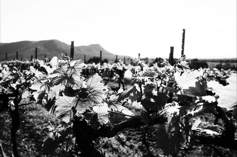 Ballabourneen Wine Co - Sydneys Hotel 0