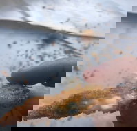 Wild Local Prawns - Sydneys Hotel