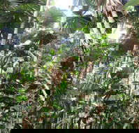 Spirits of Daintree - Sydneys Hotel