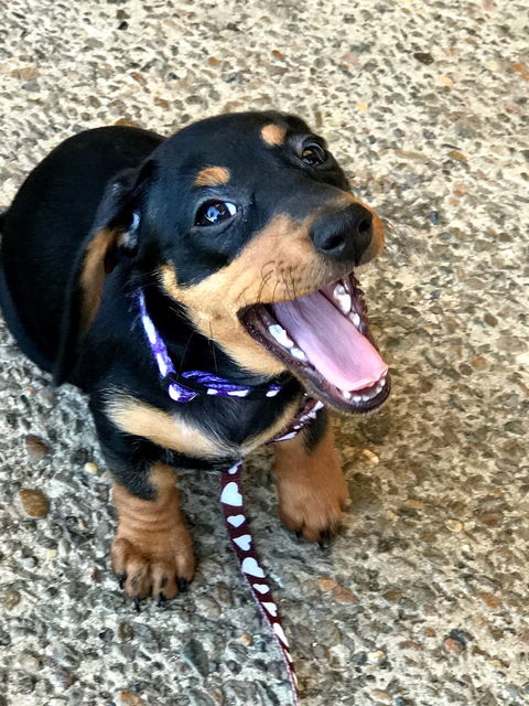 Harry's Place Cafe - Sydneys Hotel 1