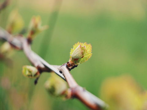 Lost In The Vines - Sydneys Hotel 16