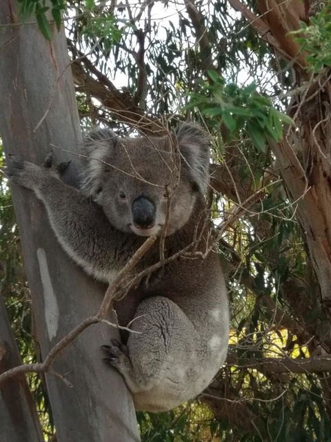 Lost In The Vines - Sydneys Hotel 29