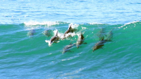 Mollymook Beach Waterfront - Sydneys Hotel 4