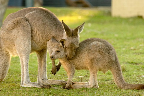BIG4 Tasman Holiday Parks - Racecourse Beach - Sydneys Hotel 39
