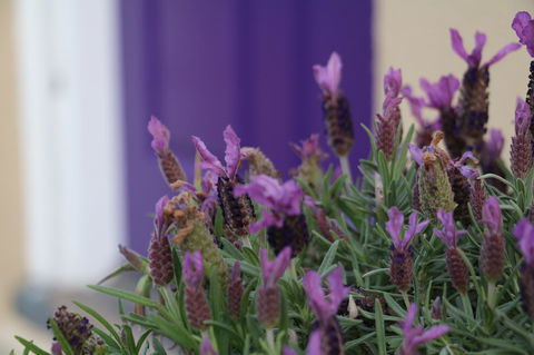 The Purple Door On Seaview - Sydneys Hotel 0