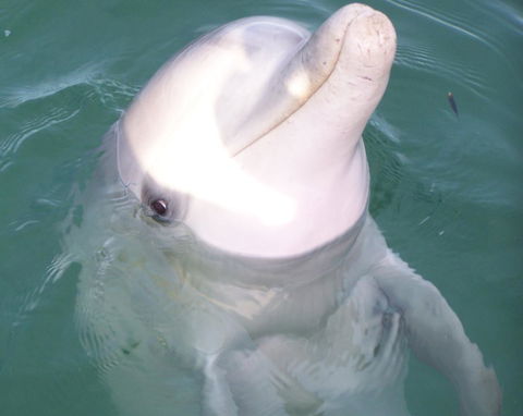 Discovery Parks - Whyalla Foreshore - Sydneys Hotel 18