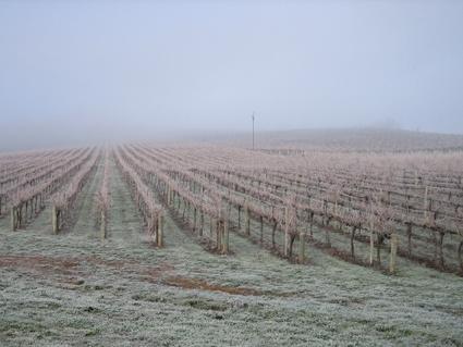 Vineyard Cottage BnB - Sydneys Hotel 12