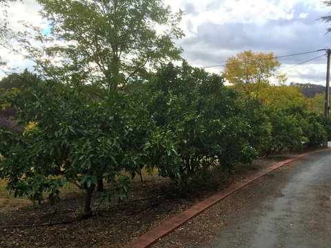 Vineyard Cottage BnB - Sydneys Hotel 11