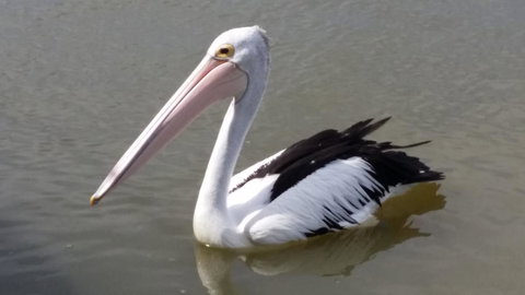 PS Federal Retreat Paddle Steamer Goolwa - Sydneys Hotel 32