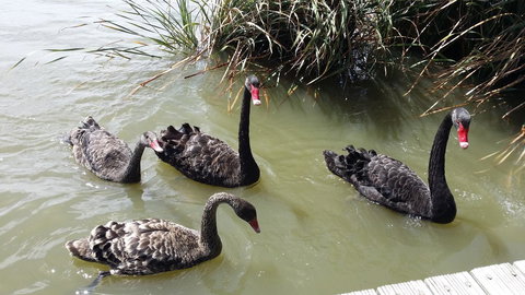 PS Federal Retreat Paddle Steamer Goolwa - Sydneys Hotel 33