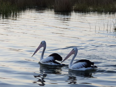 PS Federal Retreat Paddle Steamer Goolwa - Sydneys Hotel 3