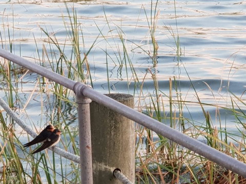PS Federal Retreat Paddle Steamer Goolwa - Sydneys Hotel 2