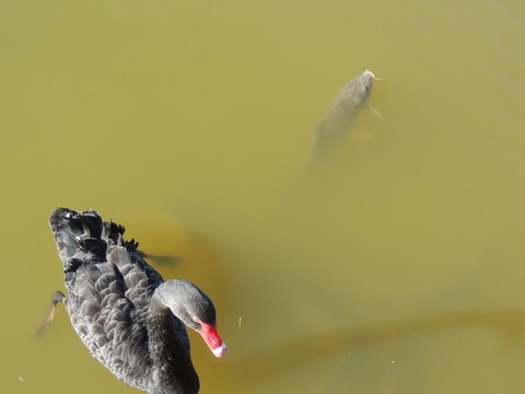 PS Federal Retreat Paddle Steamer Goolwa - Sydneys Hotel 12