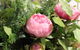 Pirralilla Estate Adelaide Hills - thumb 19
