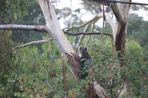 Pirralilla Estate Adelaide Hills - Sydneys Hotel 24
