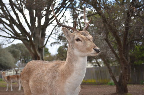 Deer Park Motor Inn Armidale - Sydneys Hotel 22