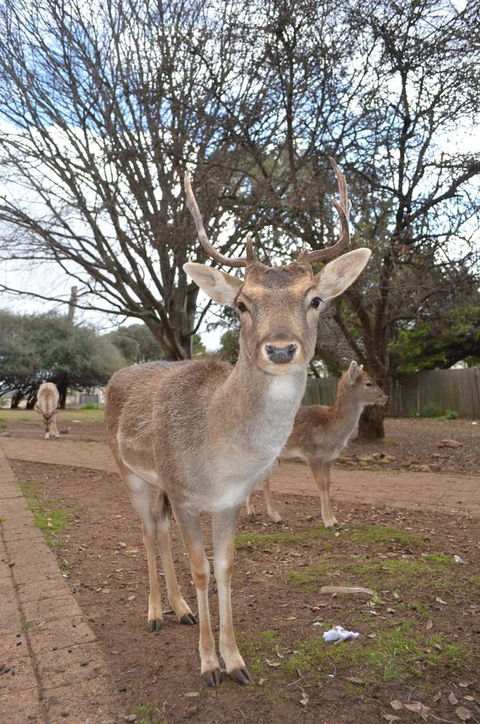 Deer Park Motor Inn Armidale - Sydneys Hotel 23