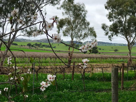 Jasmine\'s Barossa Valley Cottage - Sydneys Hotel 20