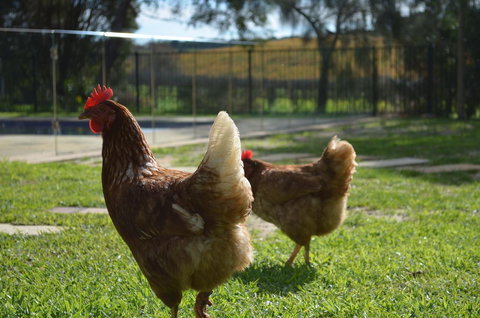 Amande Bed And Breakfast - Sydneys Hotel 20