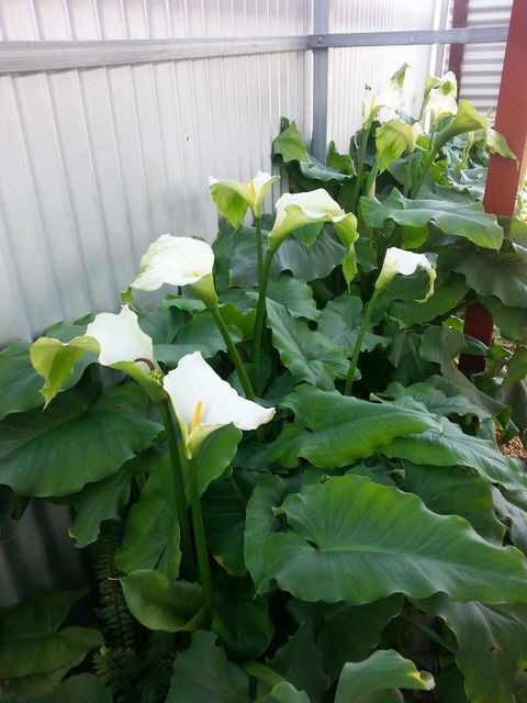 Addies Place Goolwa - Sydneys Hotel 11